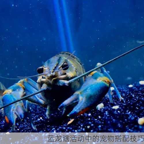 蓝龙瞎活动中的宠物搭配技巧